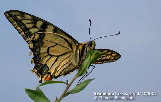 Svalehale (Papilio machaon) Hun, fakkebjerg, Sydlangeland den 10. august 2002. Foto ©: Thomas Bundgaard