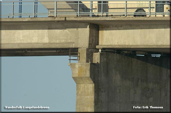 Her sidder vandrefalken ofte p Langelandsbroen.             Foto: Erik Thomsen