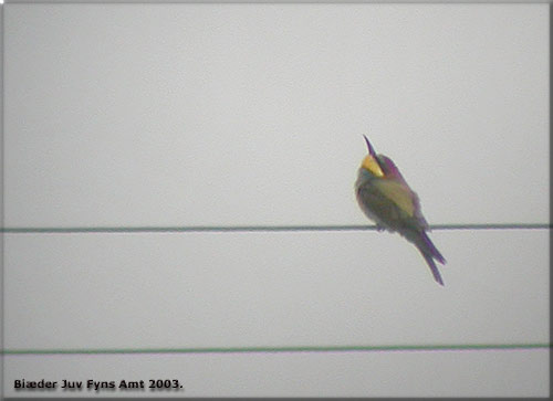 Bider ungfugle fra Fyn 2003.