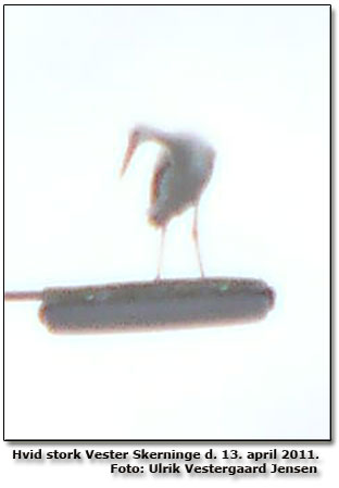 Dokumentationsfoto af den Hvide stork ved Vester Skerninge brnehave. Billedet er taget p mobiltelefon af Ulrik Vestergaard Jense