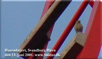 Husrdstjert har sangpost p havnens kran. Svendborg Havn kl 7:30. EE-foto.
