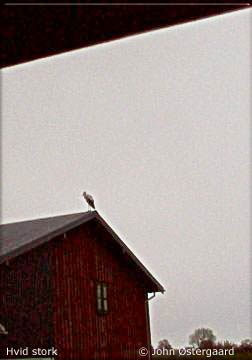 Storkens overnatningsplads i Bsre. Foto. BalongJohn