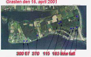Antal gklumper af Rana dalamtina (Springfr) den 16. april 2001.