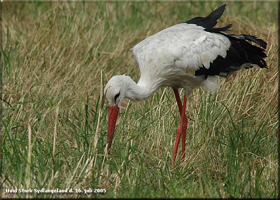 Hvid stork Sgaard Mose Sydlangeland