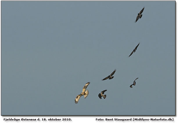 Fjeldvge mobbet af krager. Foto: Bent Staugaard