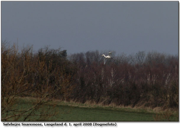 Slvhejre lander ved Snaremosen, Langeland (dogmefoto)