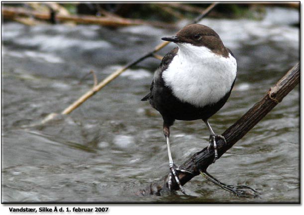 Vandstr Silke  er p plads igen - ny fugl i forhold til sidst r.