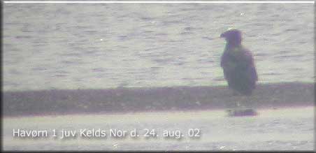 Ung havrn ved Kelds Nor den 24. august. Foto taget fra Buns Banke