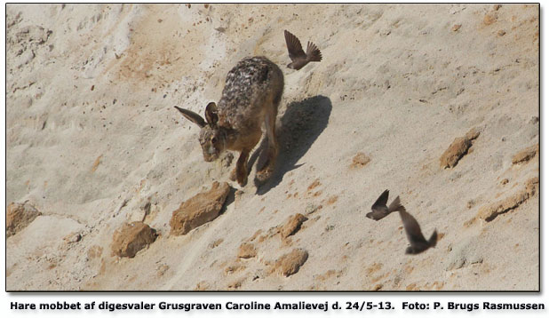 Hare jaget vk af digesvaler. Foto: Poul Brugs Rasmussen