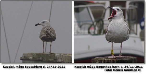Collage fra Spodsbjerg havn og Bagenkop havn med Kaspisk mge. Fotograf Henrik Knudsen