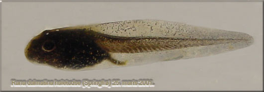 Rana dalmatina haletudse fra i r, r 2001. EE-foto