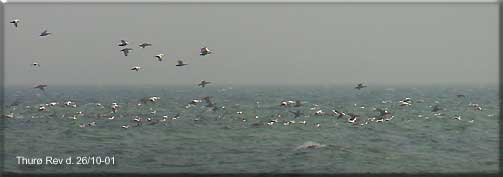 Et lille udsnit af de mange rastende ederfugle st for Thur Rev fredag den 26. oktober 2001.