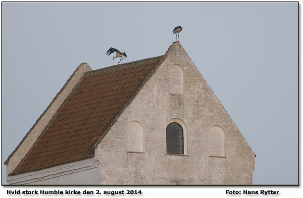 To storke p kirken - nsten som gamle dage Foto Hans Rytter