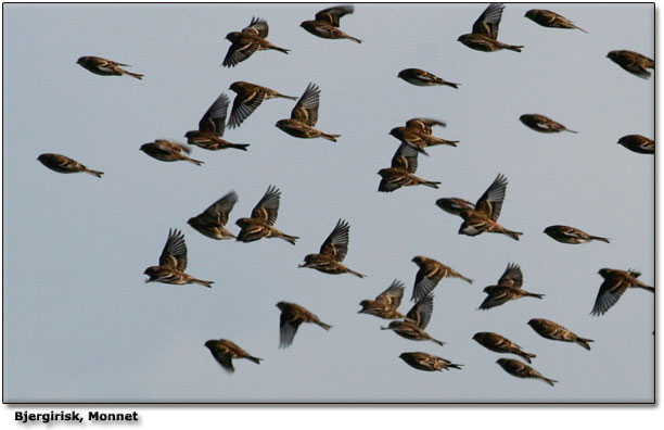 Bjergirisk stabil p Monnet mellem 100 - 200 fugle i flere flokke