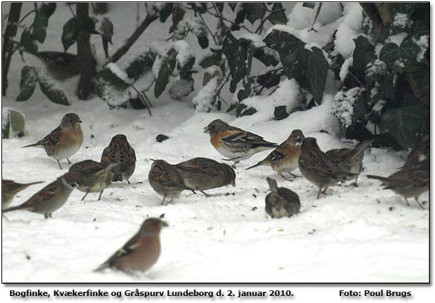 Fugle under foderbrttet i Lundeborg Kvkerfinker, bogfinker, Skovspurv og Grspurve.      Foto: Poul Brugs Rasmussen