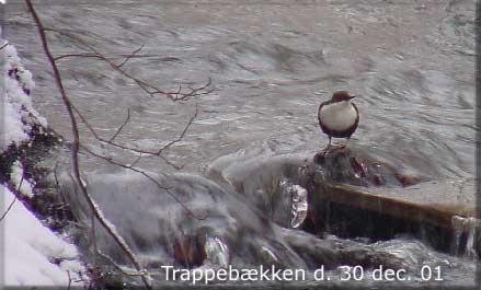 Arkivfoto fra den 30. december fra Trappebkken. Vandstr.