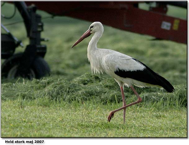Hvid stork - denne dog fra Burkal - Grnnegaard d. 22. maj 2007