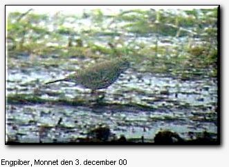 Engpiber ved Monnet den 3. december 2000. EE-foto.