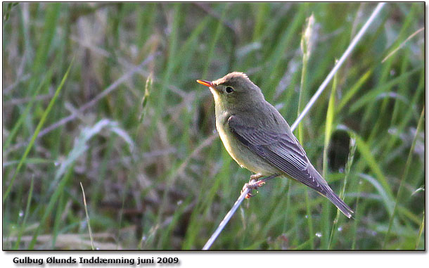Gulbug - fotograferet fra fugletrnet - viser vingepanelets lyse kanter