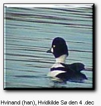 Hvinand, Hvidkilde S den 4. dec. 2000. EE-foto
