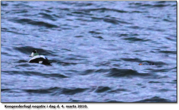 Foto fra den 3. marts 2010 - Kongeederfuglen blev eftersgt i dag, men ikke fundet!