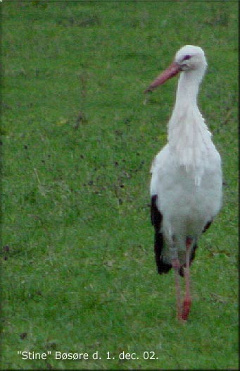 Hvid stork ved Bsre.