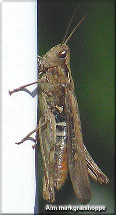 Almindelig Markgrshoppe (Chorthippus brunneus) fra terrassen