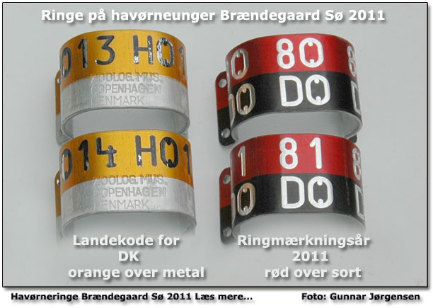 Havrneringe fra Brndegaard S 2011. Foto: Gunnar Jrgensen