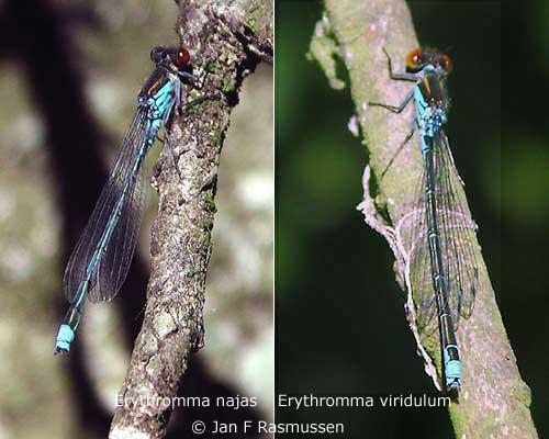 Erythromma najas til venstre. Erythromma viridulum til højre. Foto: Jan F. Rasmussen