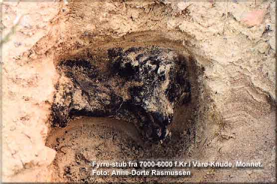 En 8000-9000 rs gammel fyrrestub, der er fra 7000-6000 f.Kr, Foto: Anne-Dorte Rasmussen