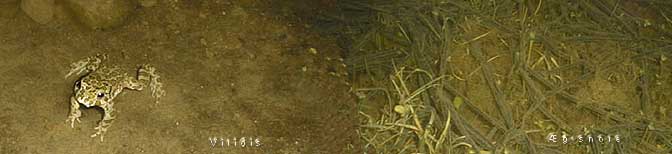 Bufo viridis (Grnbroget tudse) + g, Monnet, Tsinge den 26. april (20kb) Natur-Data-foto :-)