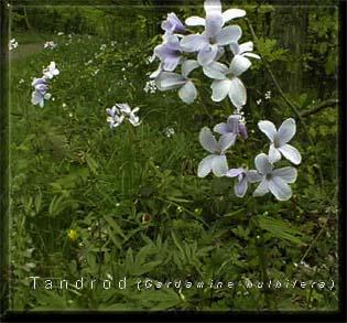 Tandrod 8. maj 1999 i sterskoven, Thur Rev  (24kb) EE-Foto.