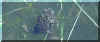 Grnbroget tudse i amplexus Birkholm den 15 maj 2000. viridis15maj00.jpg (17703 byte) EE-foto