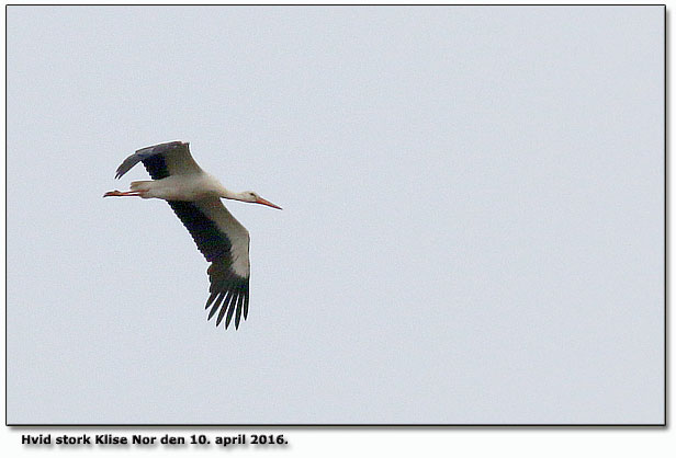 Hvid stork Klise Nor Foto: Snatur.dk