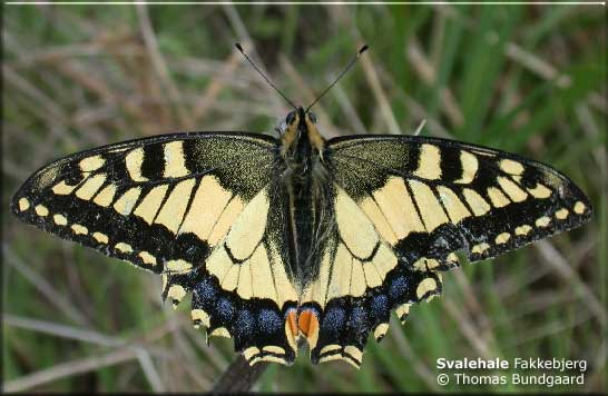 Svalehale (Papilio machaon) Hun, fakkebjerg, Sydlangeland den 10. august 2002. Foto ©: Thomas Bundgaard