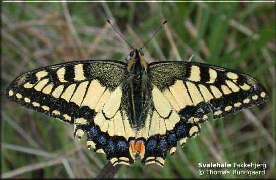 Svalehale (Papilio machaon) Hun, fakkebjerg, Sydlangeland den 10. august 2002. Foto : Thomas Bundgaard