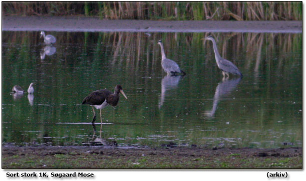 Sort stork 1K fotograferet i Søgaard Mose d. 6. august 2008