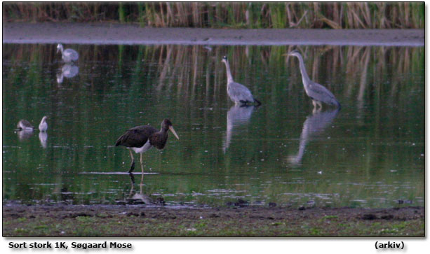 Sort stork 1K fotograferet i Sgaard Mose d. 6. august 2008