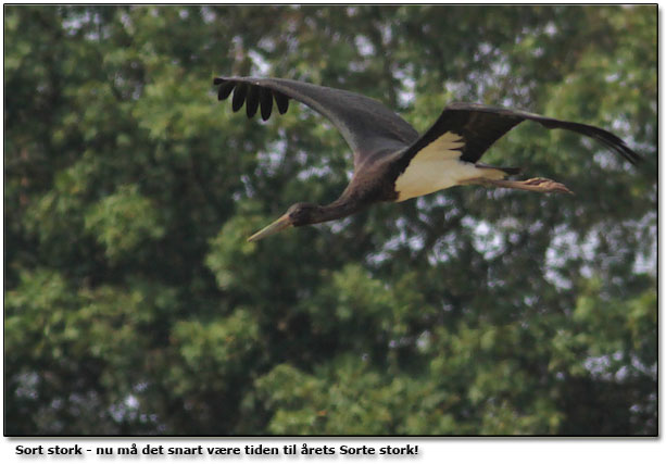 Arkivfoto af Sort stork d. 15. august 2009 ved Sgaard Pyt