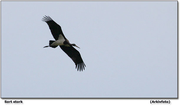 Dagens fugl: Sort stork.    Billedet er fra august 2009.
