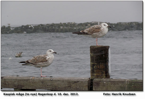 Foto med de nye fugle i Bagenkop havn. Trods vejret var det nu en rigtig fin dag, det gav 4 Kaspiske mger, hvoraf 2 var nye for mig hernede. Siden september 2012 har jeg haft 17 forskellige kaspiske mger p Langeland, vel ikke s drligt nr man tnker hvor lidt tid jeg har haft i dette efterr. Foto og tekst Henrik Knudsen