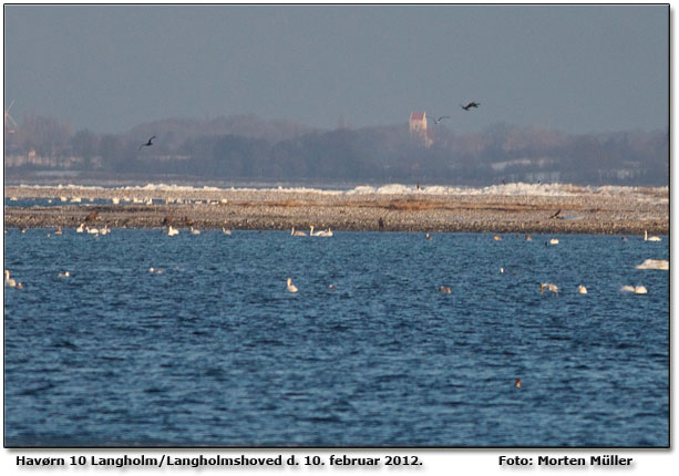 Kl. 16.28: 9-10 havrne p og omkring Langholmshoved og Langholm set fra Marstal Havn. Det er Lindelse kirke i baggrunden. Foto: Morten Mller