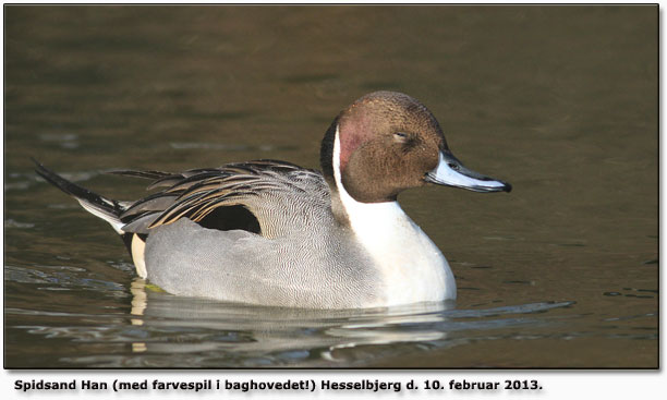 Spidsand han med farvespil i baghovedet. Anden er en fangenskabsfugl.