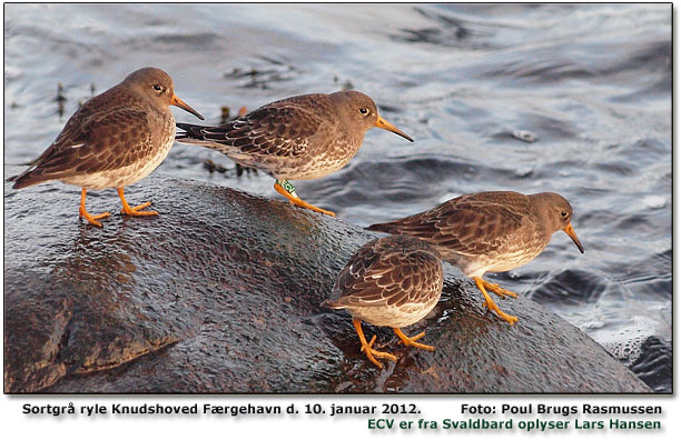 4 ud af 10 Sortgr ryle Knudshoved Frgehavn. Foto: Poul Brugs Rasmussen