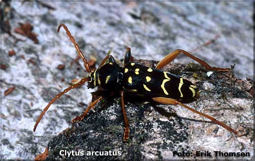 Clytus arcuatus Foto Erik Thomsen