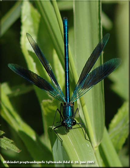 Blbndet pragtvandnymfe (Calopteryx splendens)