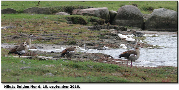 Nilgs ved Bjden Nor d. 10. september 2010.