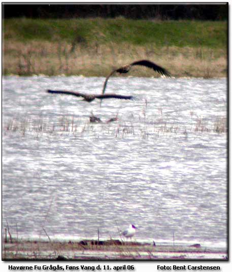 Havrnejagt ved Fns Vang              Foto: Bent Carstensen