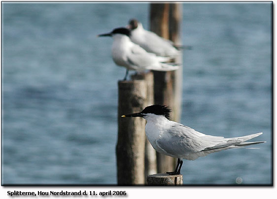 Splitterne Hou Nordstrand