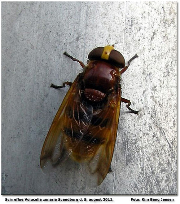 Volucella zonaria, en svirreflue, der har sin udbredelse i Mellem- og Sydeuropa (og i omegnen af London). Den er kun registreret en gang herhjemme i Snderborg og nu i Svendborg. Foto: Kim Bang Jensen